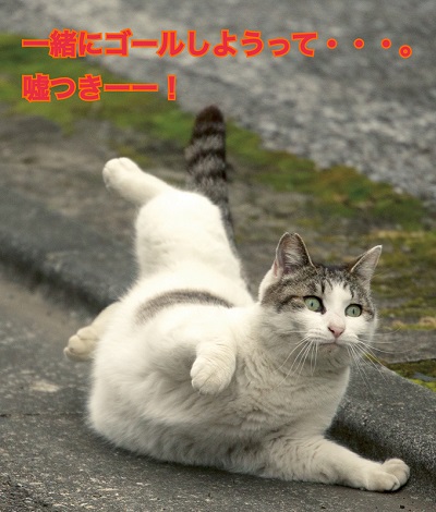 必死すぎるネコ