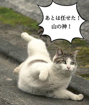 必死すぎるネコ