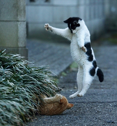 必死すぎるネコ