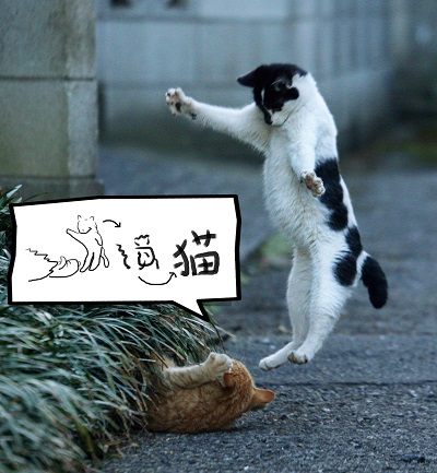 必死すぎるネコ