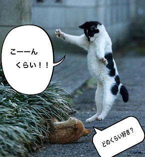 必死すぎるネコ