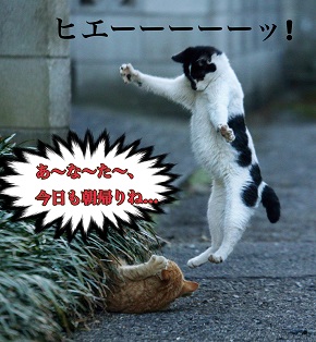 必死すぎるネコ