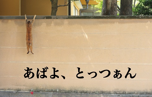 必死すぎるネコ