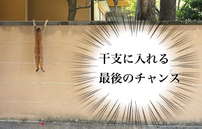 必死すぎるネコ