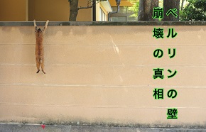 必死すぎるネコ