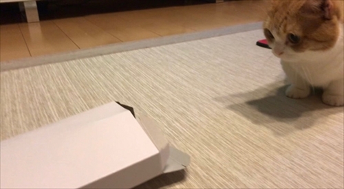 茶太郎きなこの短足日記