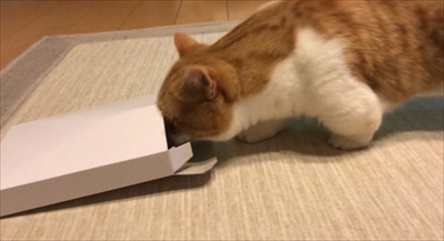 茶太郎きなこの短足日記