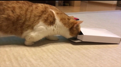 茶太郎きなこの短足日記