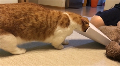 茶太郎きなこの短足日記