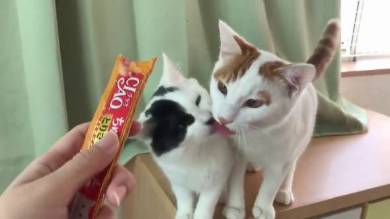 行き場のないちゅ〜る