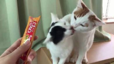 行き場のないちゅ〜る