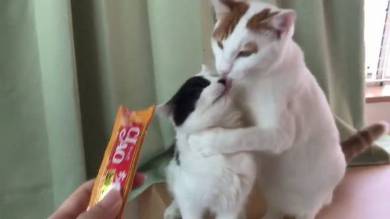 行き場のないちゅ〜る