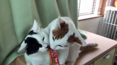 行き場のないちゅ〜る