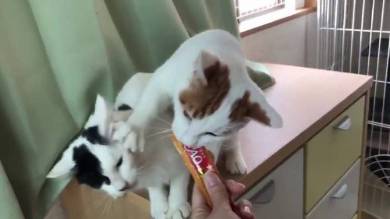 行き場のないちゅ〜る