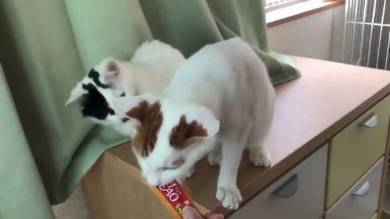 行き場のないちゅ〜る