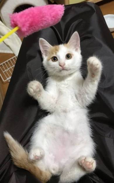 行き場のないちゅ〜る