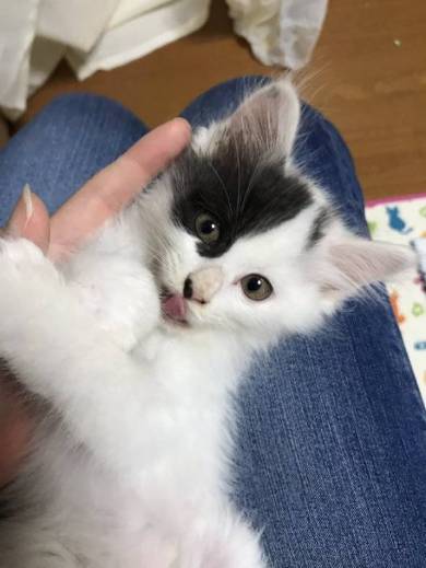 行き場のないちゅ〜る