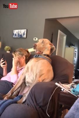 犬