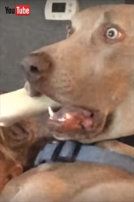 犬