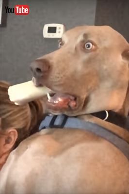 犬