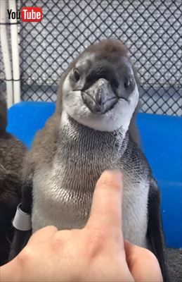 ペンギン