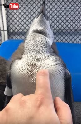 ペンギン