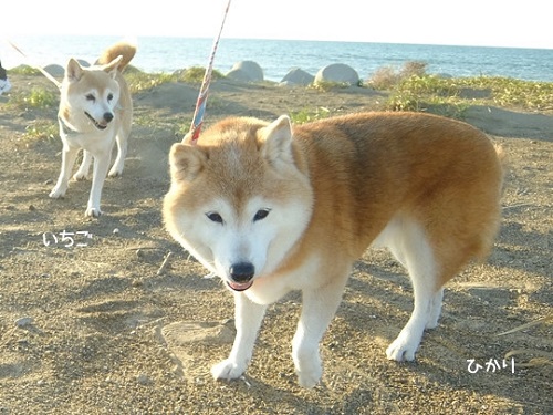 柴犬ひかりといちごと猫ミルキー