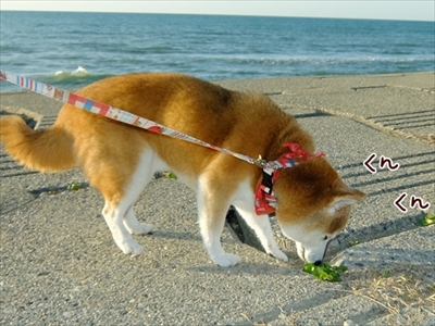 柴犬ひかりといちごと猫ミルキー