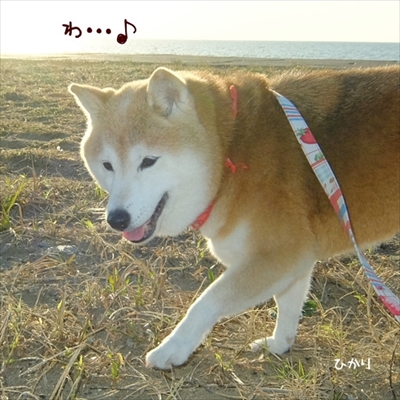 柴犬ひかりといちごと猫ミルキー