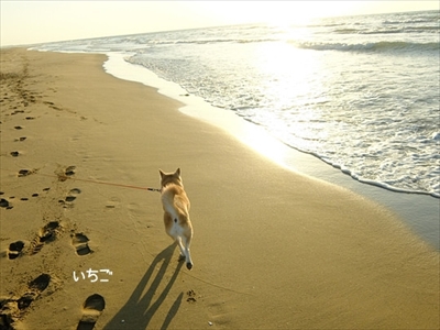 柴犬ひかりといちごと猫ミルキー