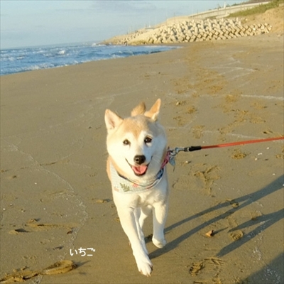 柴犬ひかりといちごと猫ミルキー