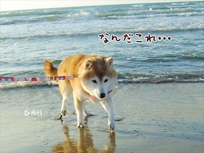 柴犬ひかりといちごと猫ミルキー