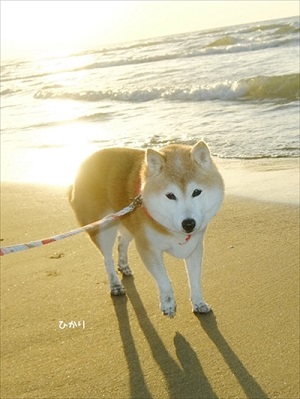 柴犬ひかりといちごと猫ミルキー