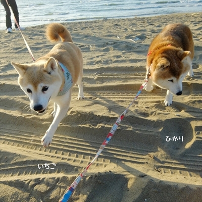 柴犬ひかりといちごと猫ミルキー