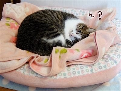 柴犬ひかりといちごと猫ミルキー