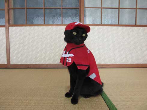 カープ 応援 コスプレ 黒 猫 チョコラ