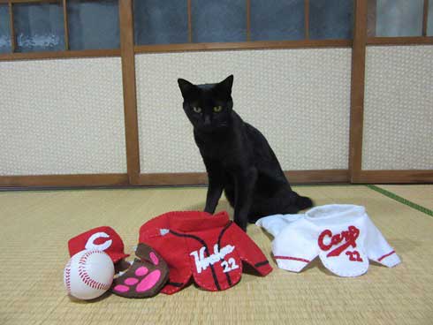 カープ 応援 コスプレ 黒 猫 チョコラ