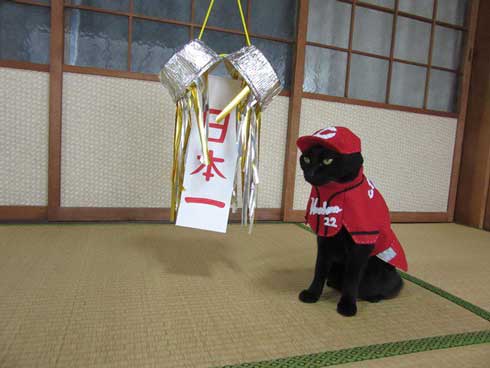 カープ 応援 コスプレ 黒 猫 チョコラ