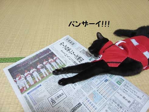 カープ 応援 コスプレ 黒 猫 チョコラ