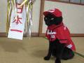 今年こそ日本一になるのニャ！　広島カープを応援するモフモフなカープ女子「チョコラ」ちゃんがかわいい