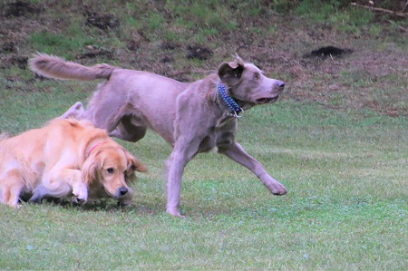 こー君　もってこい