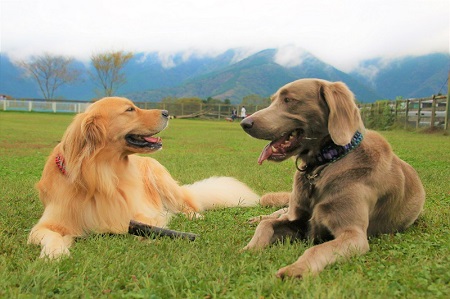 こー君　もってこい