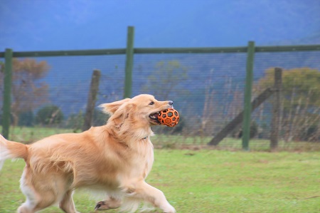 こー君　もってこい