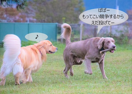 こー君　もってこい