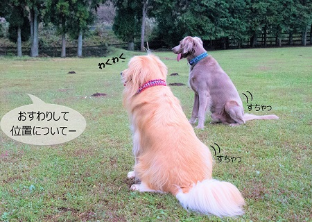 こー君　もってこい