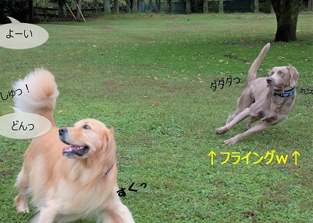 こー君　もってこい