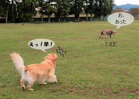 こー君　もってこい