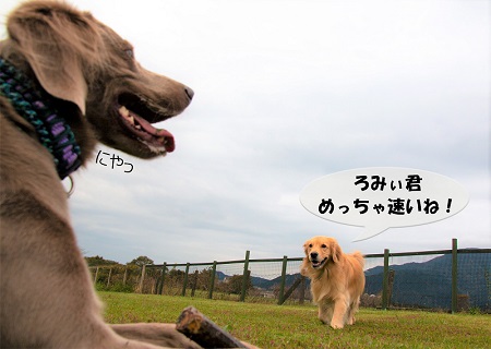 こー君　もってこい