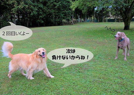 こー君　もってこい