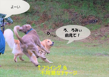 こー君　もってこい